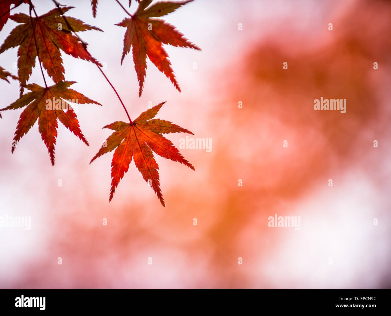 Foglie di autunno, molto superficiale la messa a fuoco Foto Stock