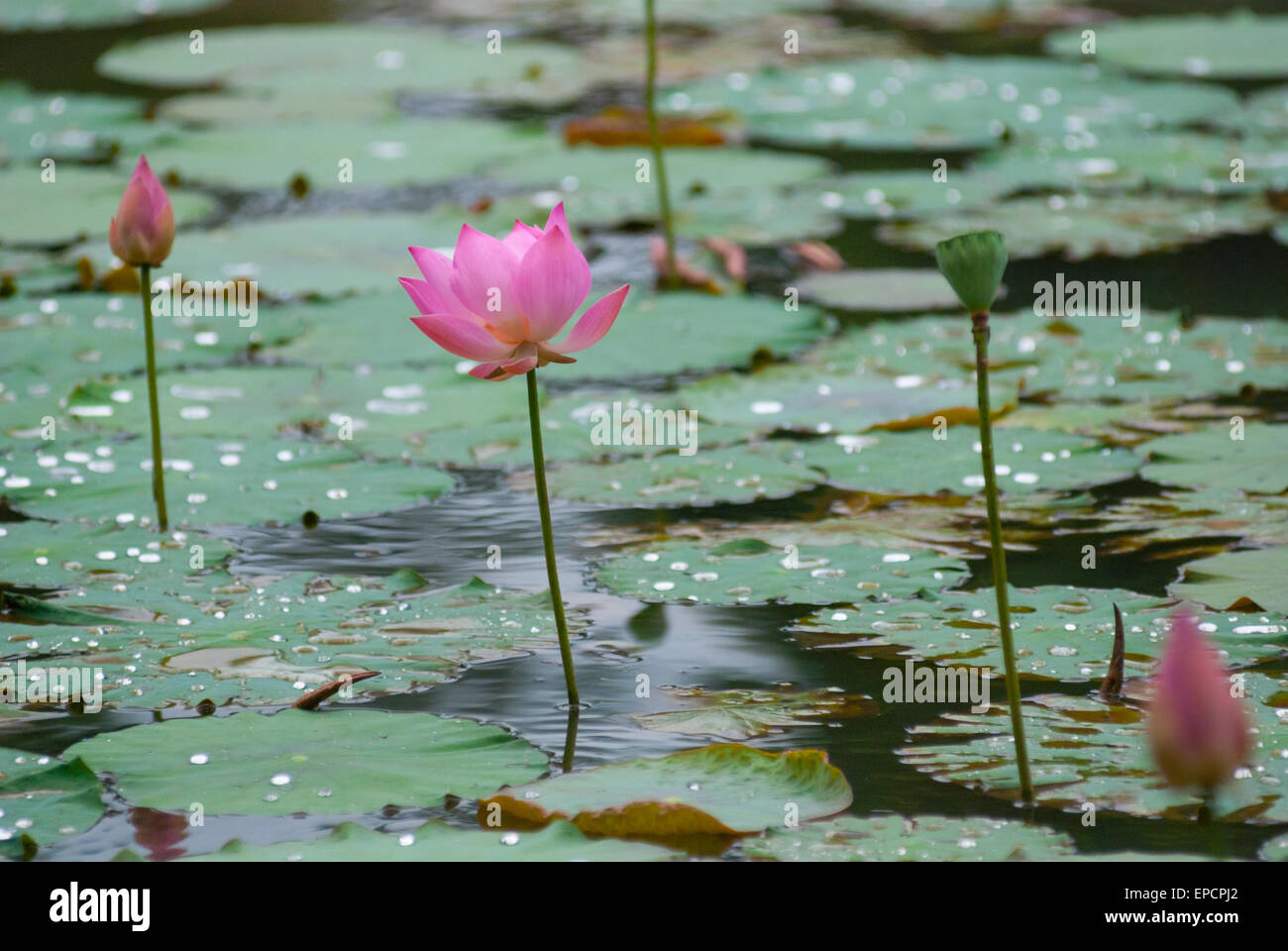 Indian lotus (Nelumbo nucifera) a Bogor Giardino Botanico, Indonesia. Foto Stock