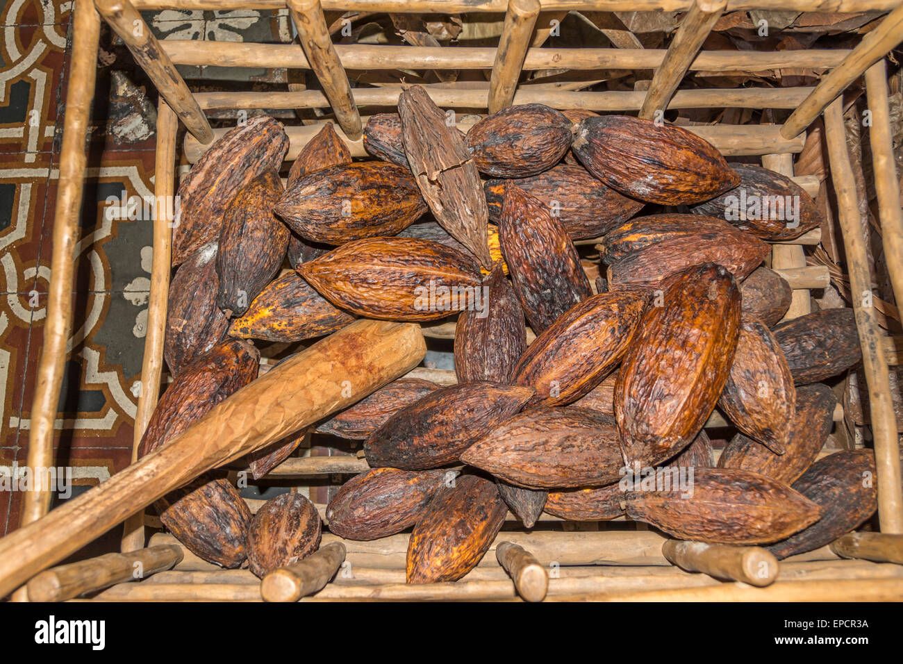 Fava di cacao Cialde al ChocoMuseo o il museo del cioccolato in Antigua Guatemala. Il nome scientifico per l'albero del cacao è Theobroma cacao. Foto Stock