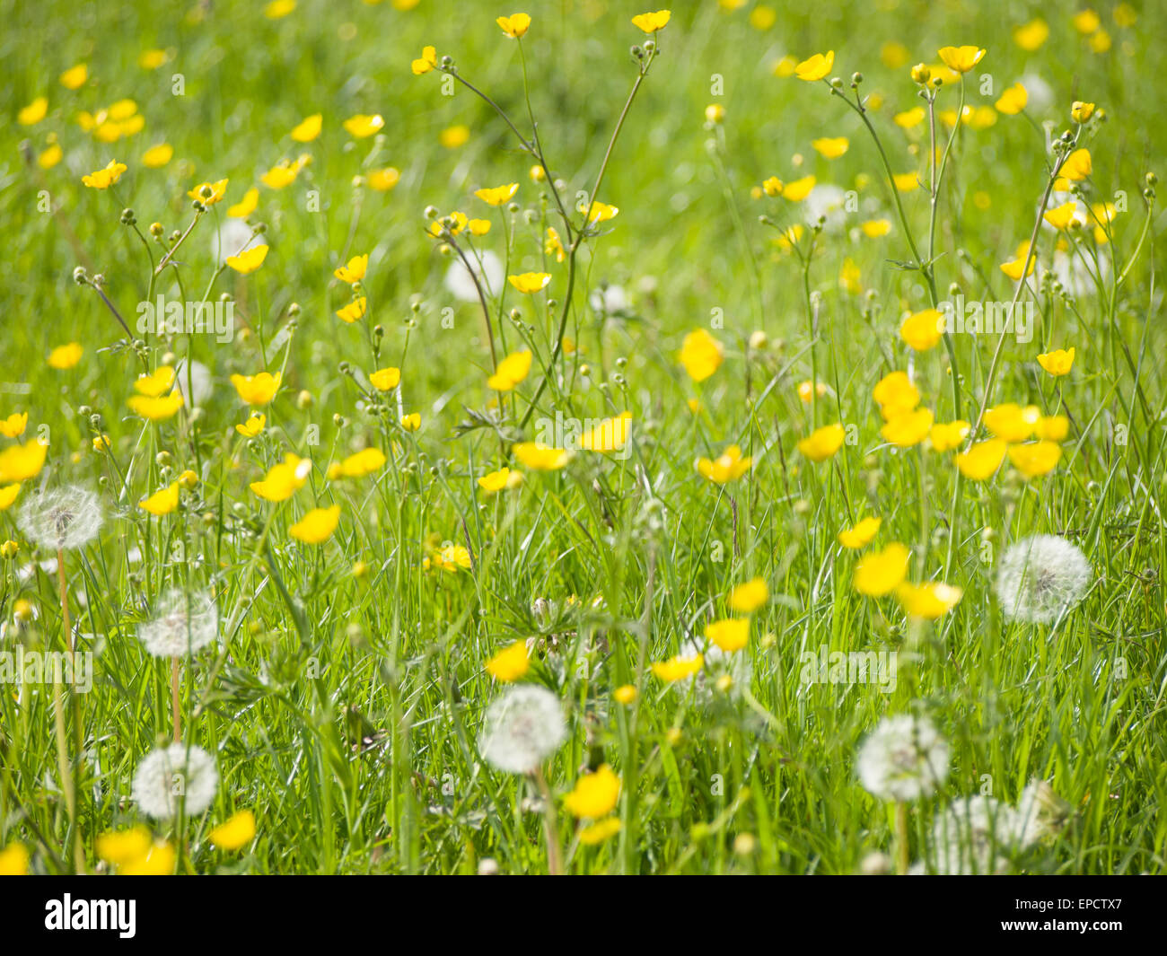 Vari fiori selvatici che crescono in un campo di erba. Foto Stock