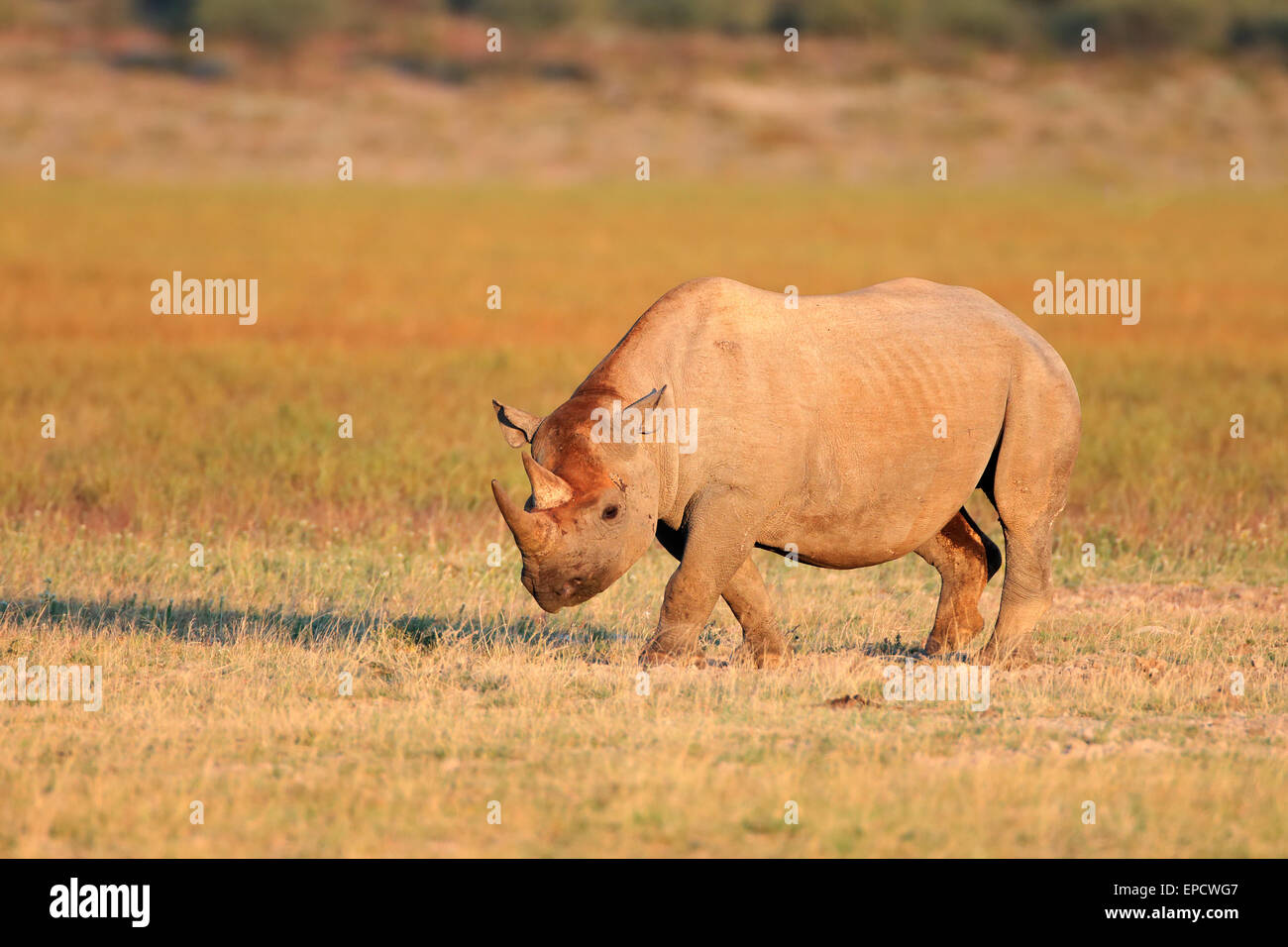 Un nero (agganciati a labbro) rinoceronte (Diceros simum), Sud Africa Foto Stock Un nero (agganciati a labbro) rinoceronte (Diceros simum), Sud Africa Foto Stock