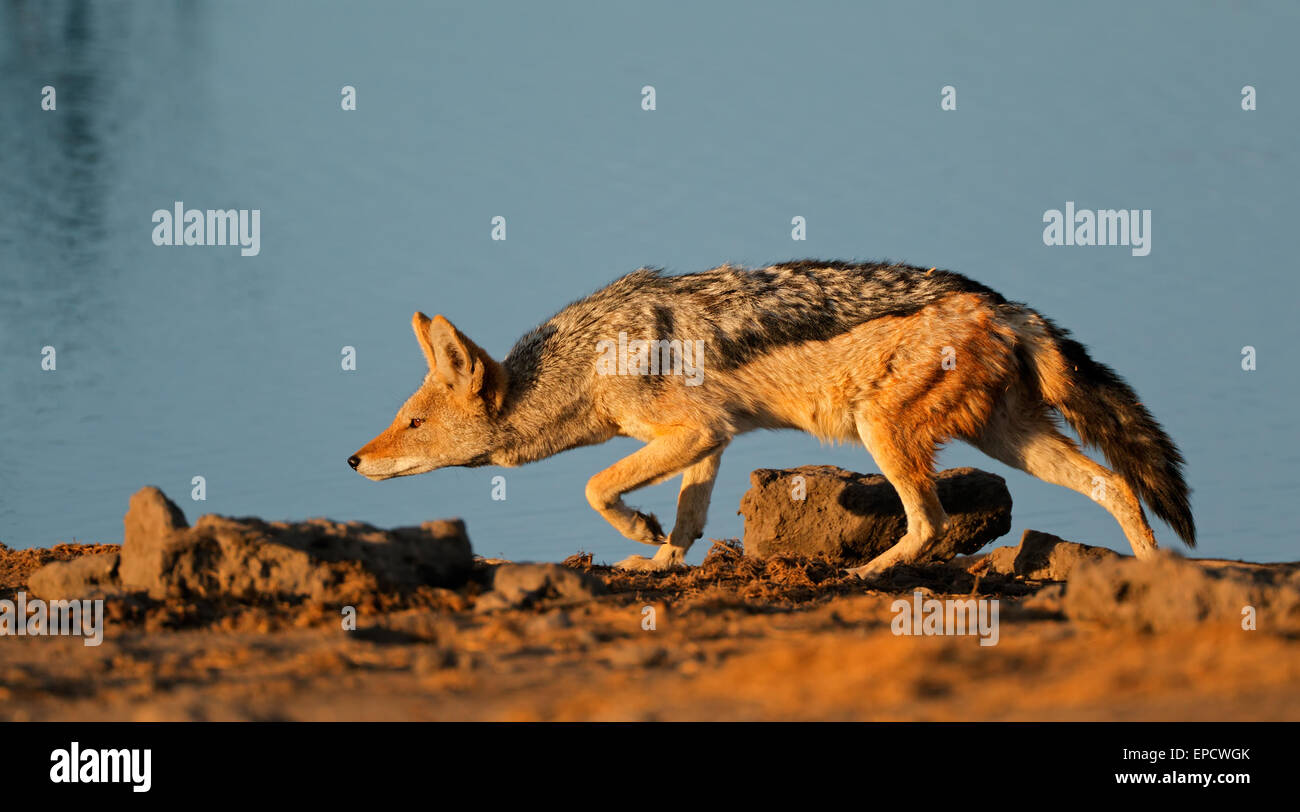 Un black-backed Jackal (Canis mesomelas) stalking, il Parco Nazionale di Etosha, Namibia Foto Stock