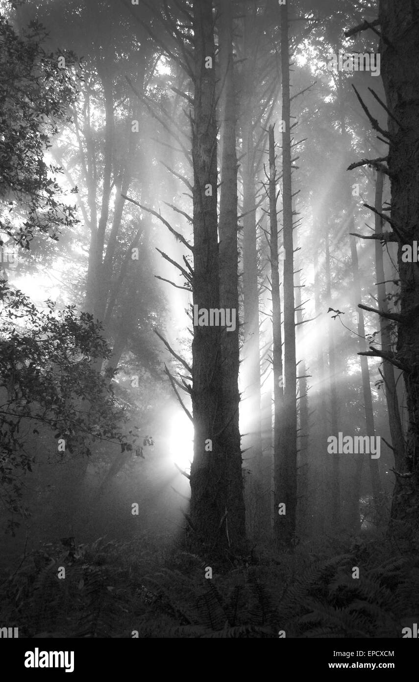 Redwoods in un banco di nebbia, Mt. Tamalpais, California Foto Stock