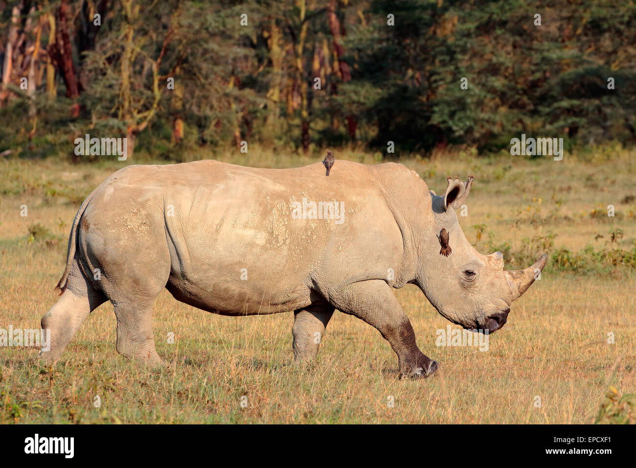 Un rinoceronte bianco (Ceratotherium simum), il lago Nakuru National Park, Kenya Foto Stock