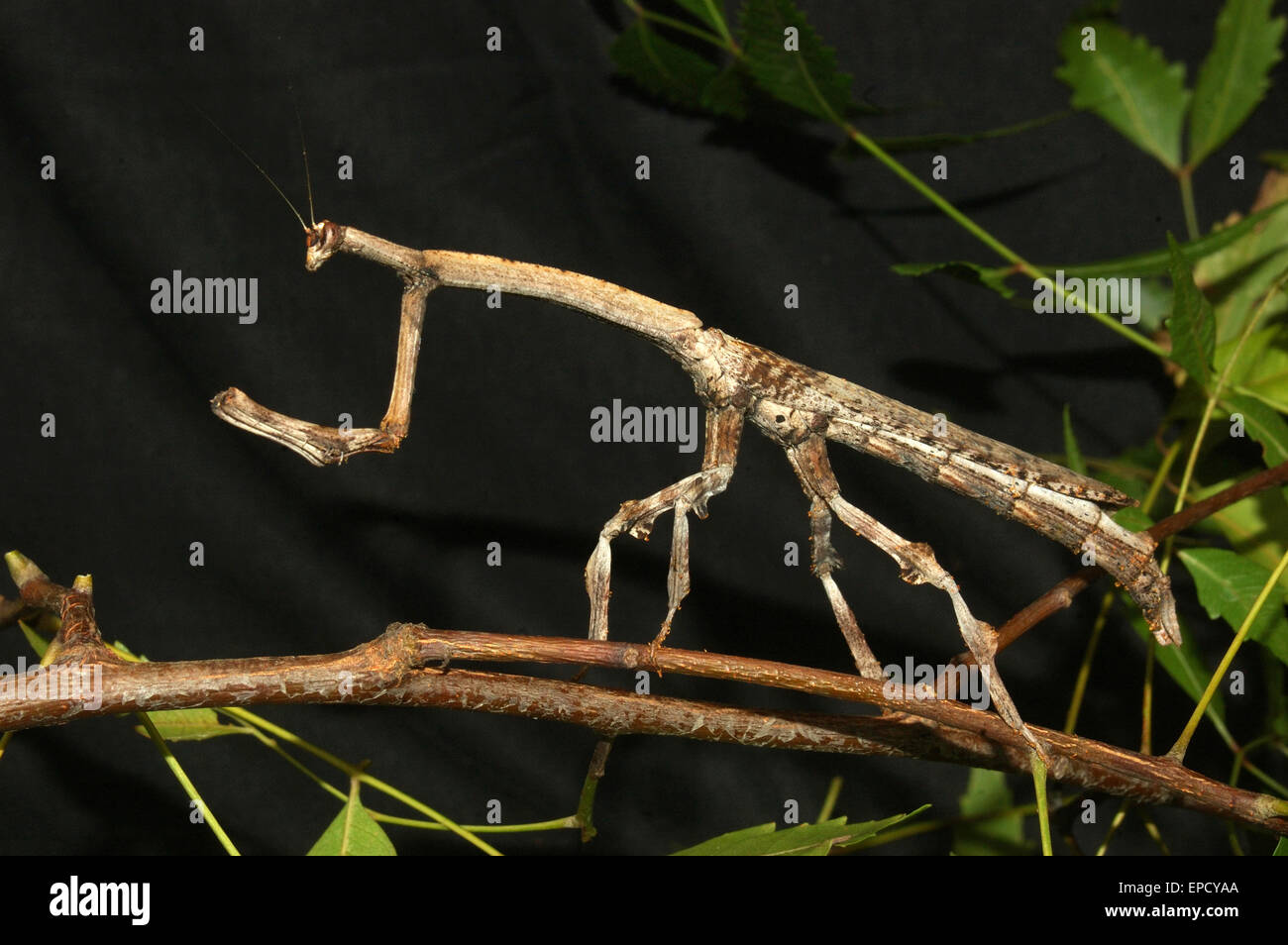 Brown stick insetto dal Tamil Nadu, nell India meridionale Foto Stock