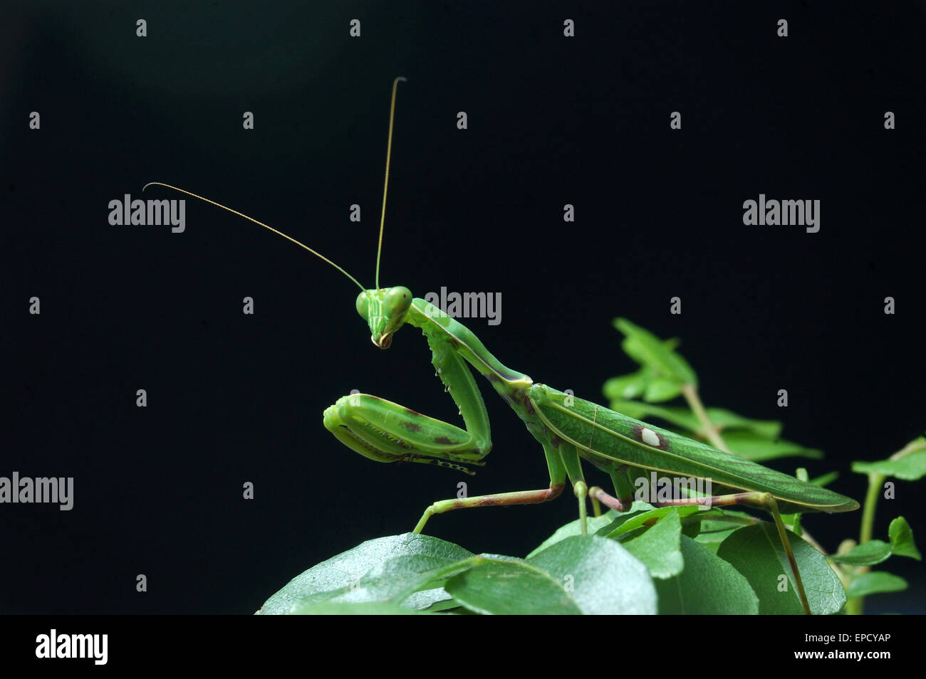 Avvistato mantide religiosa in attesa di un altro insetto da mangiare in Tamil Nadu, nell India meridionale Foto Stock