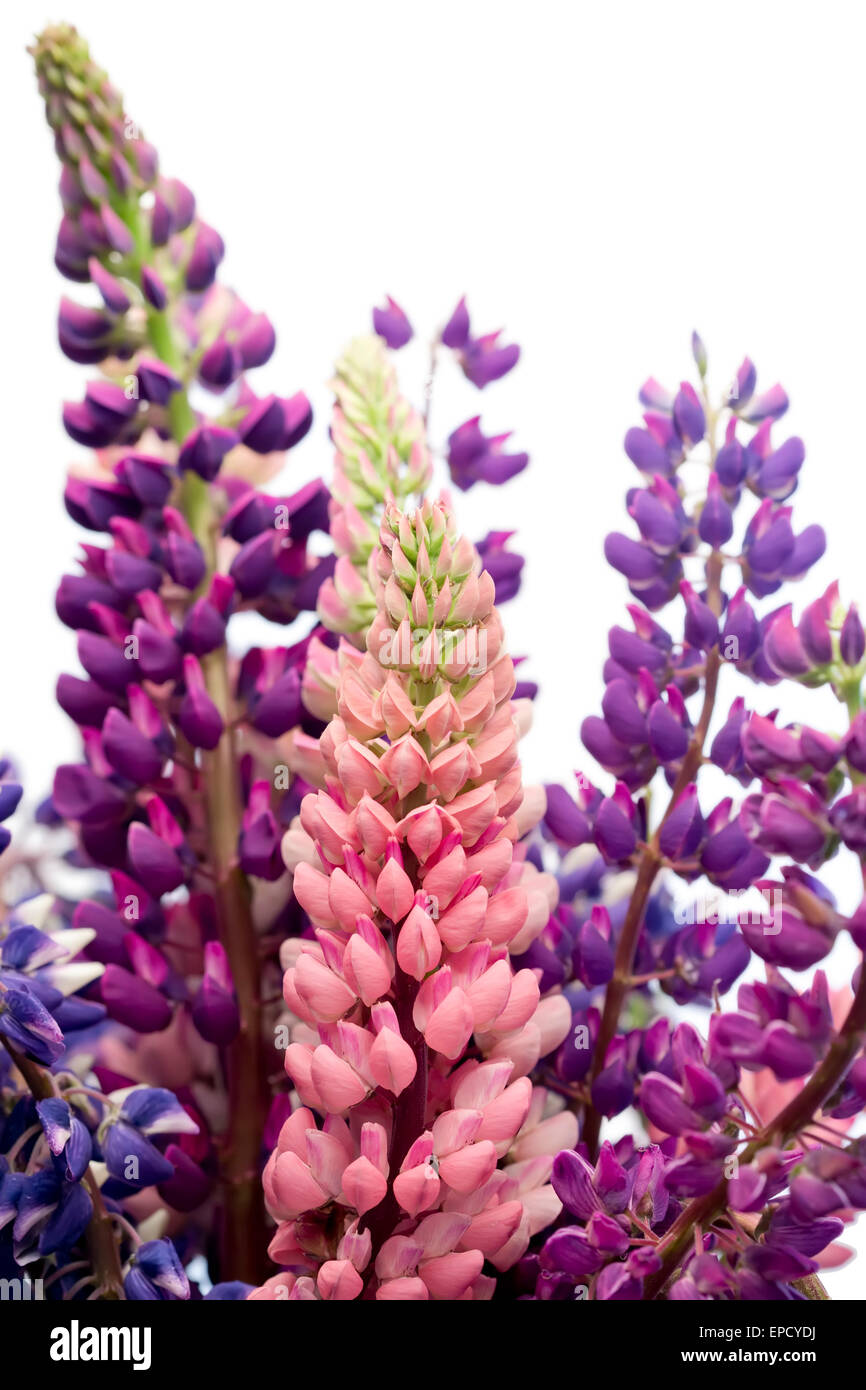 lupini Foto Stock
