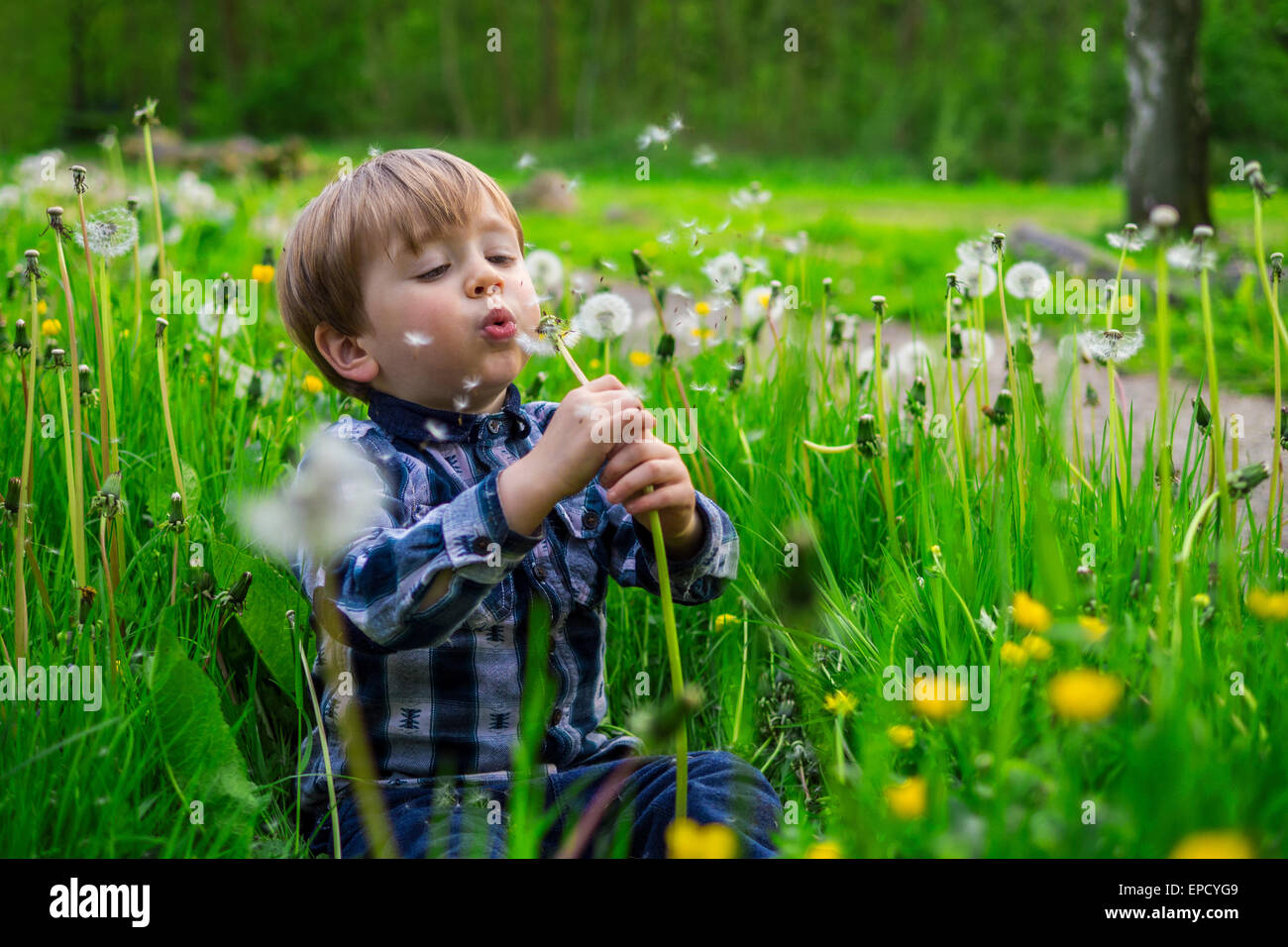 Carino il bambino a giocare in un campo con il tarassaco Foto Stock