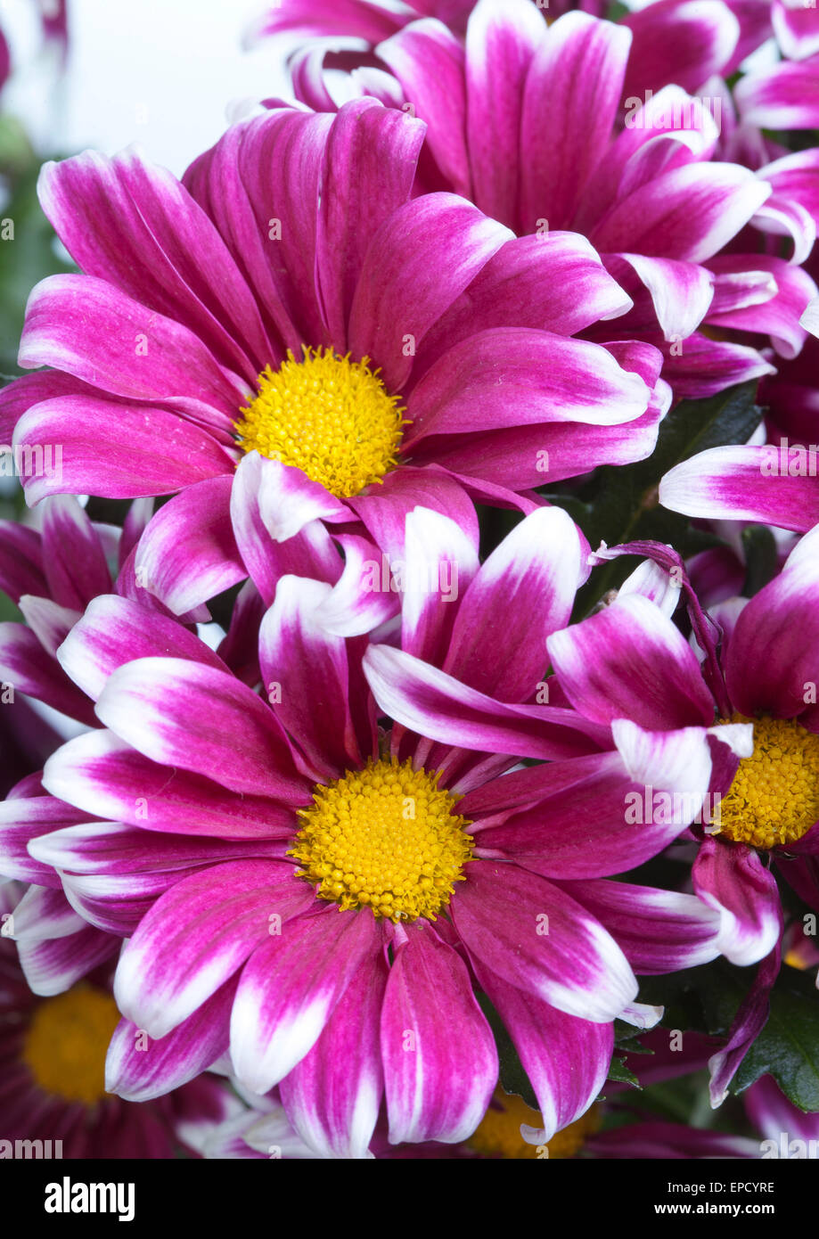 Bouquet di bright crimson crisantemi Foto Stock