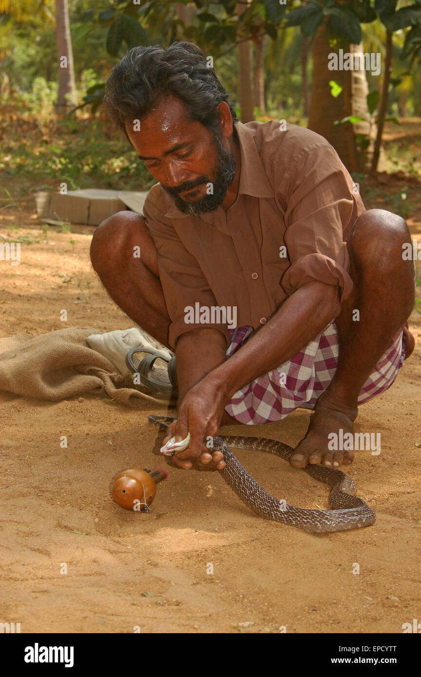 TIRUNELVELI, Tamil Nadu, India, febbraio 28, 2009: Snake catcher latti poche gocce di Indian Cobra Venom Foto Stock