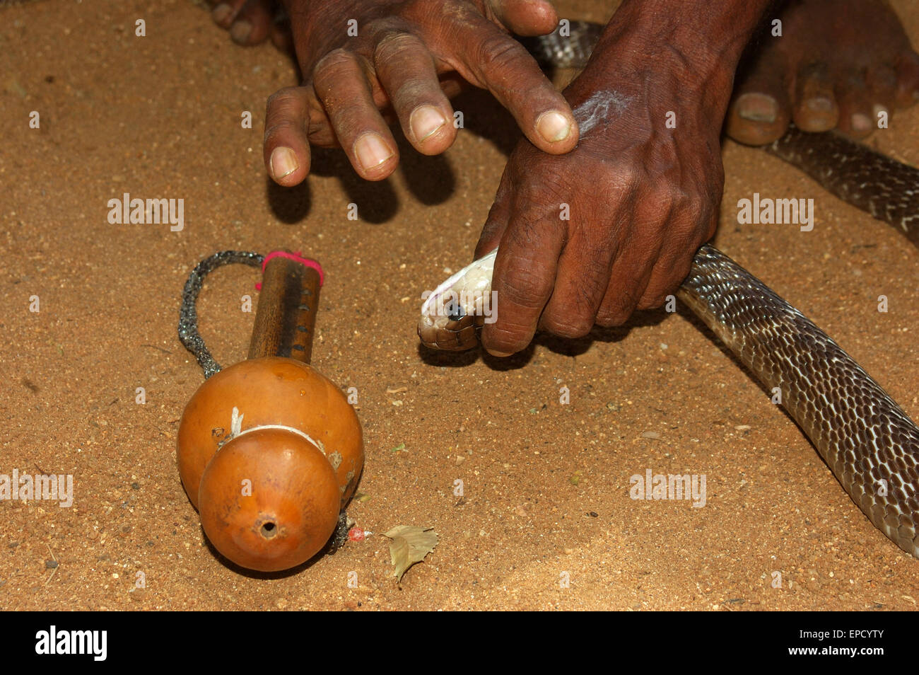 Snake catcher sfrega poche gocce di Indian Cobra Venom sul dorso della mano fino a quando il veleno emette schiuma, Tamil Nadu, nell India meridionale Foto Stock