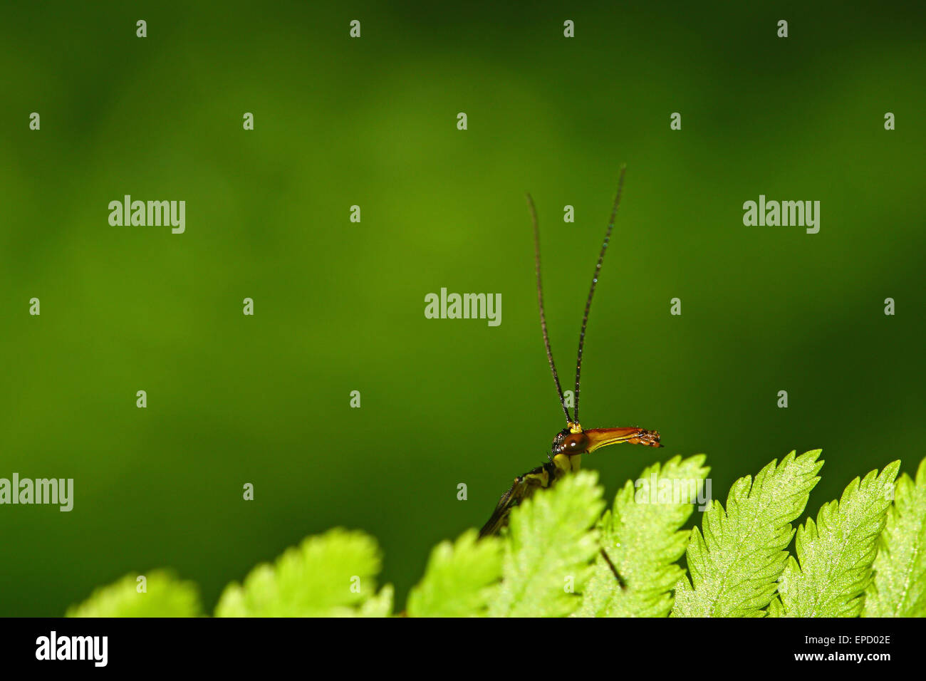 Scorpion fly peeking contro lo sfondo di colore verde Foto Stock