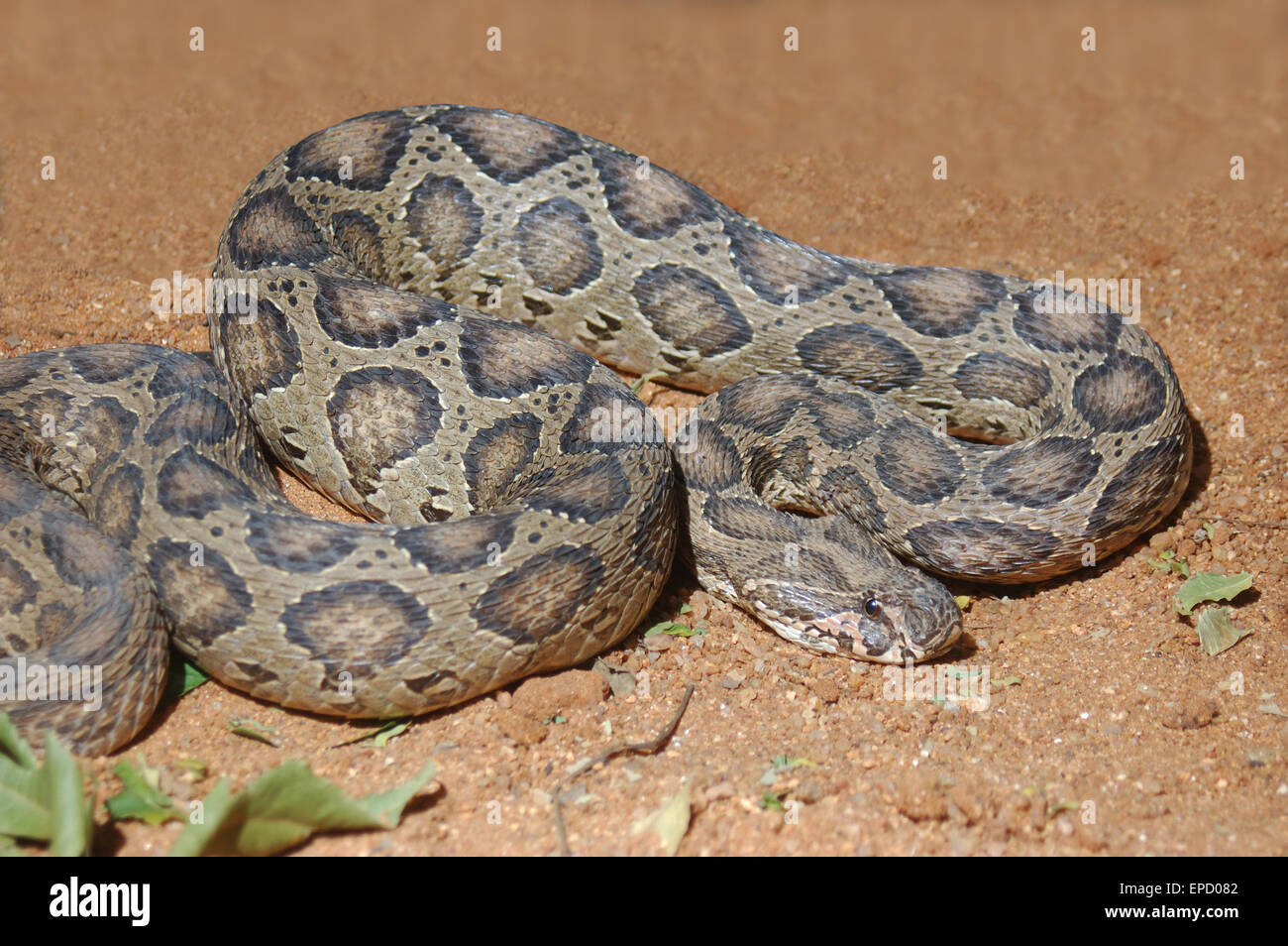 Adulto di vipera di Russell, Daboia russelii, Tamil Nadu, nell India meridionale Foto Stock