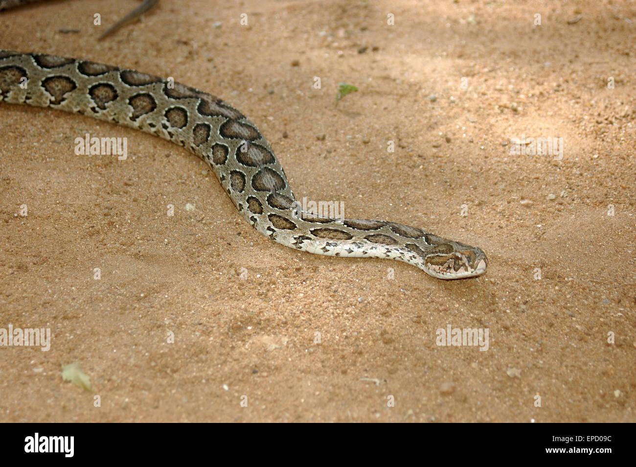Adulto di vipera di Russell, Daboia russelii, Tamil Nadu, nell India meridionale Foto Stock