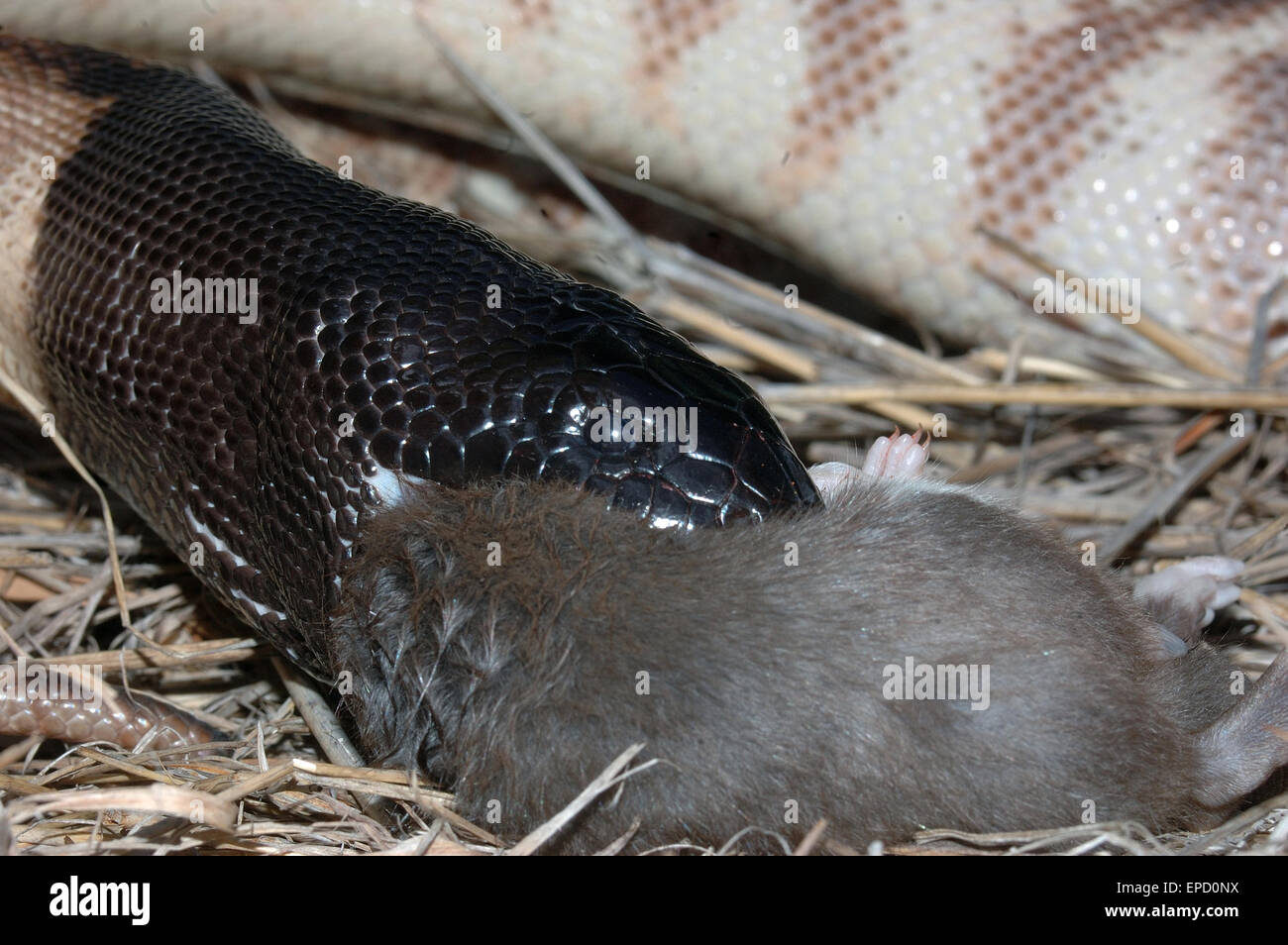 Nero australiano guidato python, Aspidites melanocephalus, inghiottendo un ratto nero, Rattus rattus Foto Stock