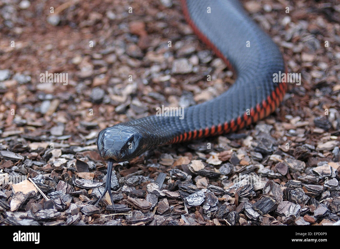 Rosso australiano panciuto Serpente Nero, Pseudichis porphyriacus Foto Stock
