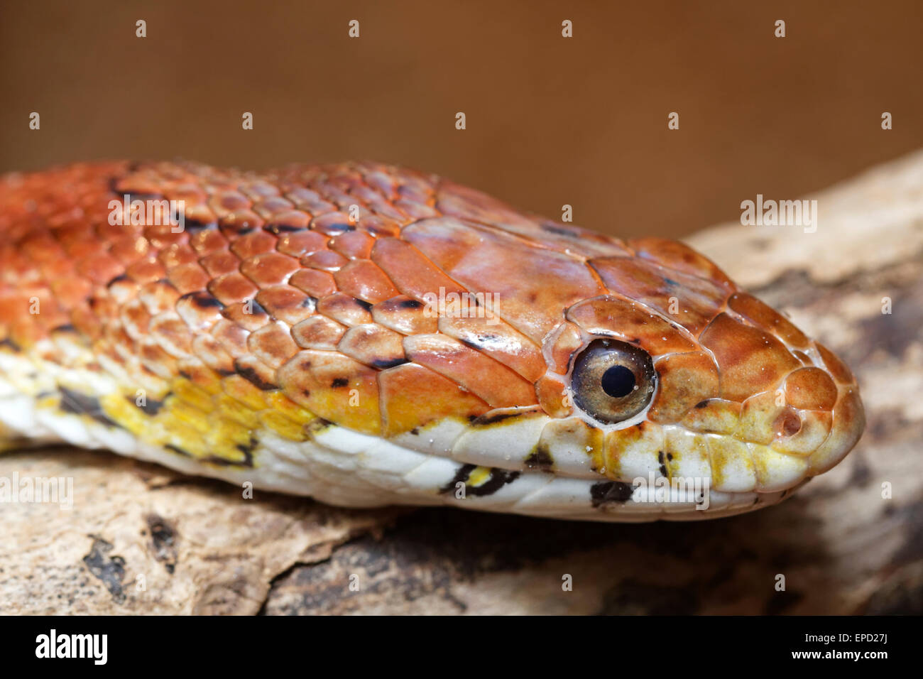 Il mais snake (Pantherophis guttatus) Foto Stock