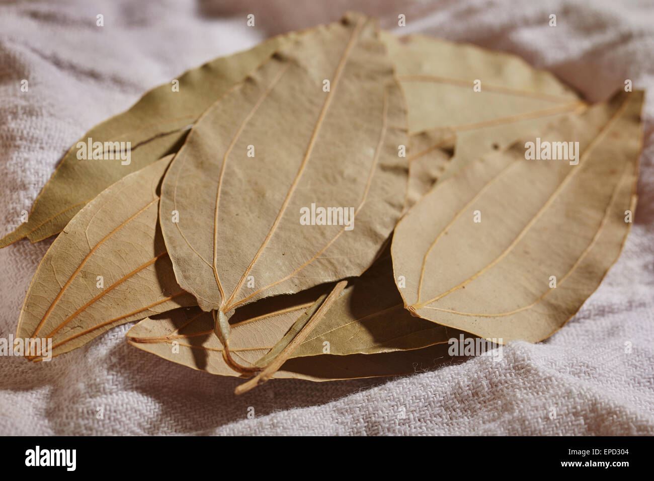 Foglie di alloro Foto Stock