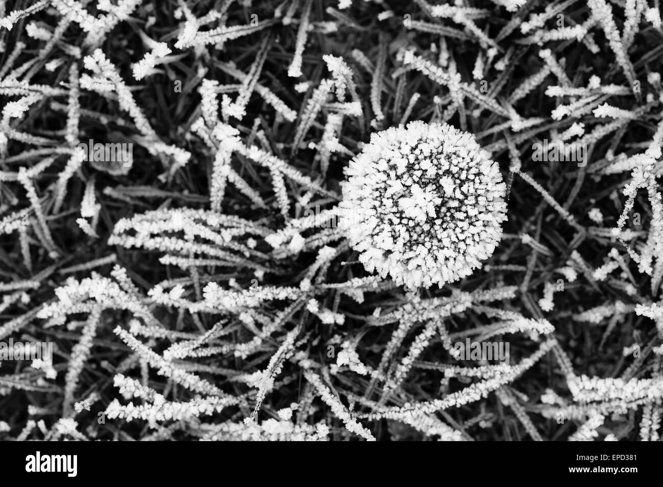 Erba congelata con fungo coperto con cristalli di ghiaccio Foto Stock