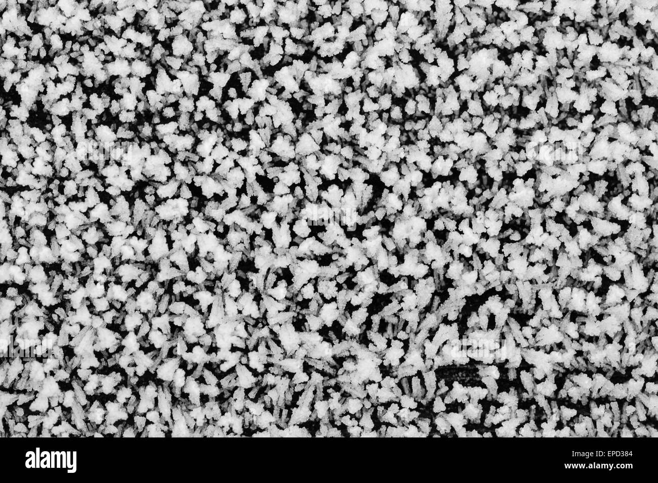 Coperto di brina hedge close-up abstract Foto Stock