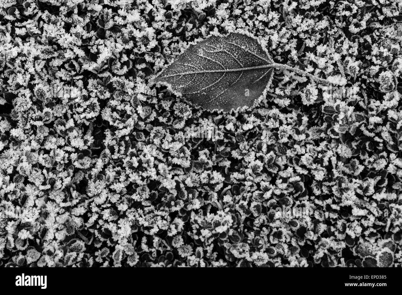 Foglie congelate sul coperto di brina hedge close-up Foto Stock