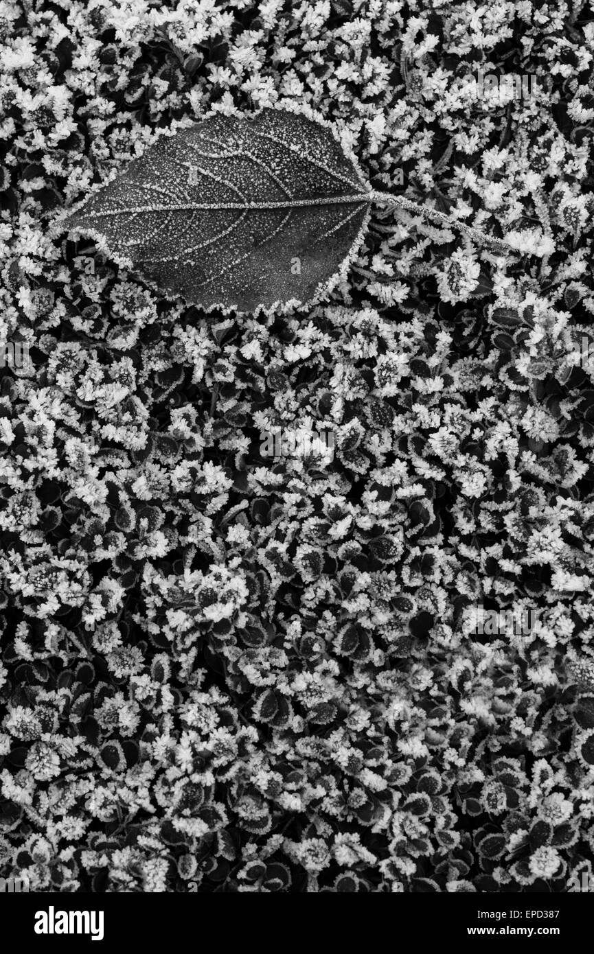 Foglie congelate su hedge coperto di brina close-up Foto Stock