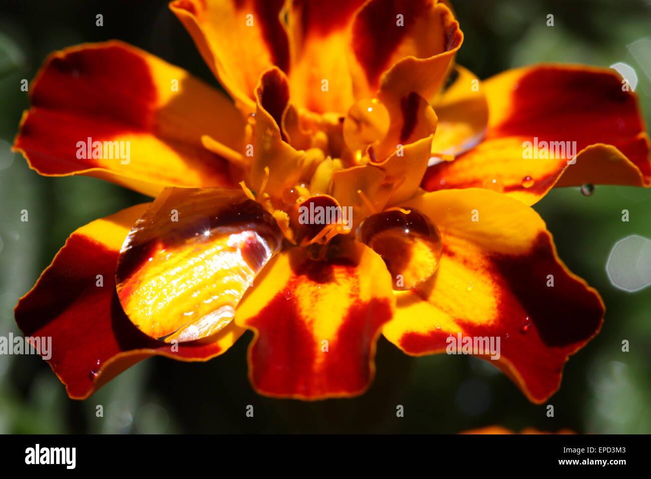 Giallo arancione calendula fiori nella stagione estiva Foto Stock