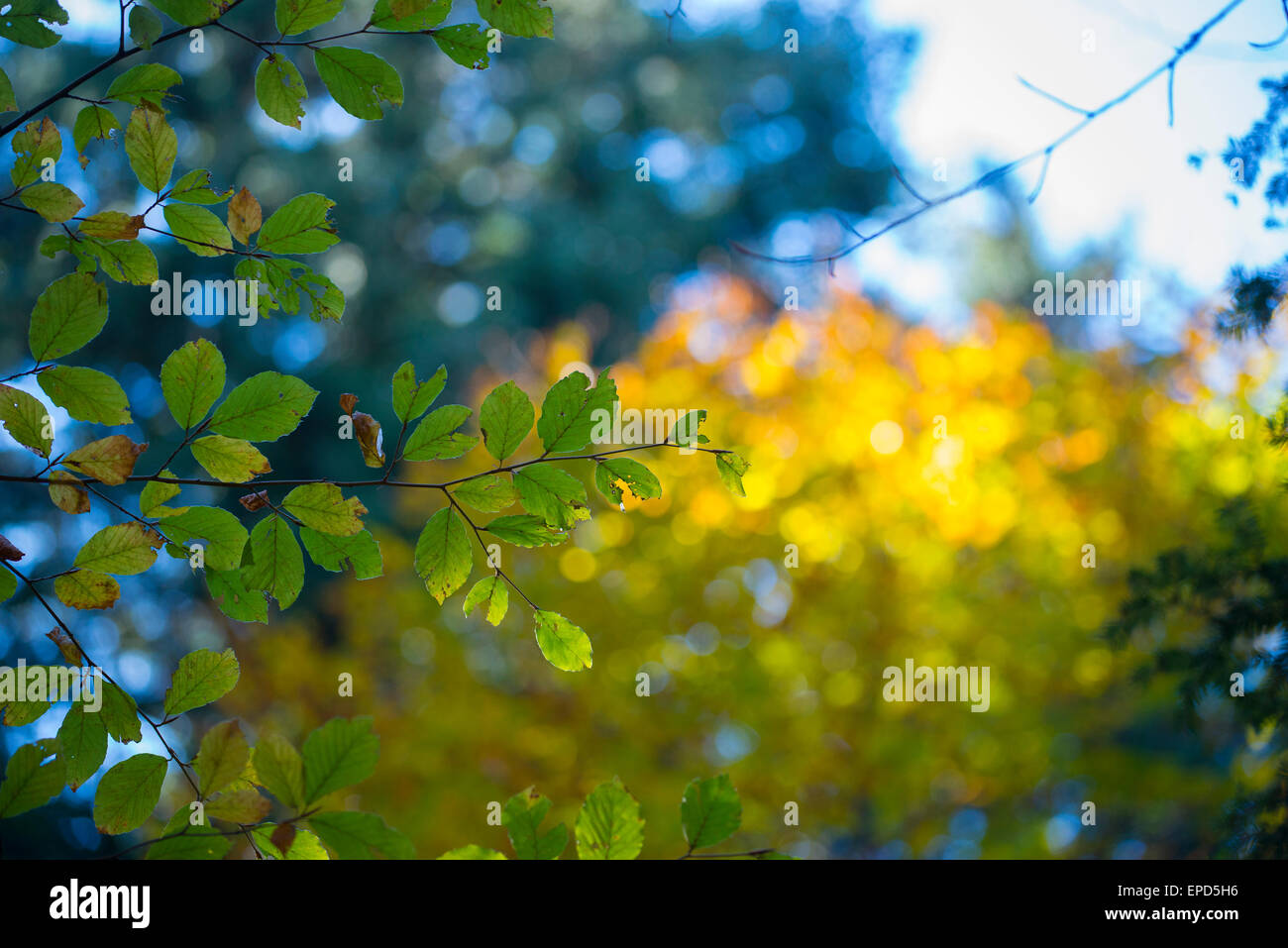 Il fogliame di lecci in autunno, Foreste Casentinesi, Toscana, Italia Foto Stock