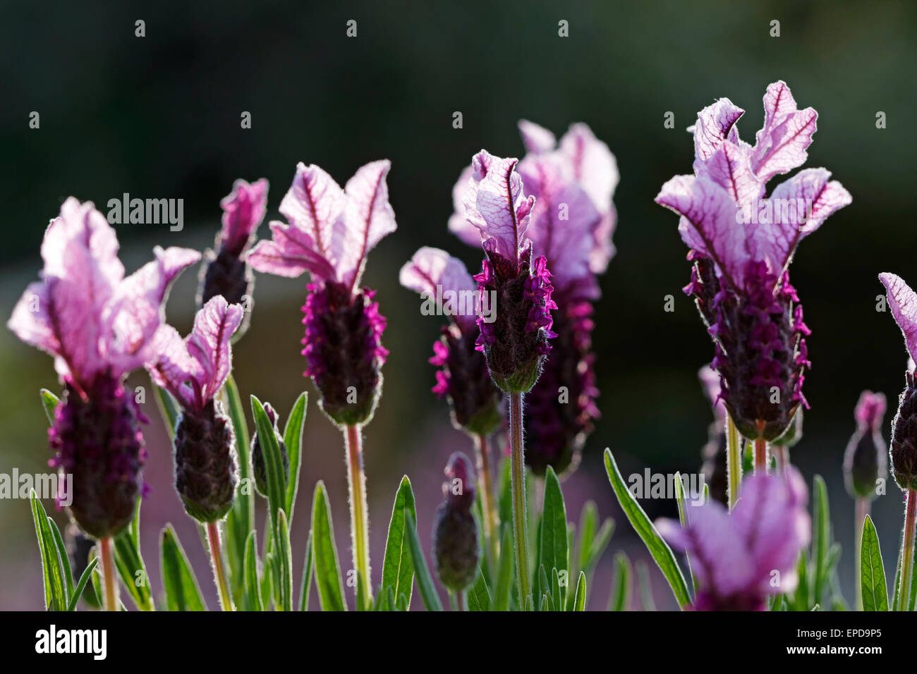 La lavanda stoechas "Coco rosa scuro' Foto Stock