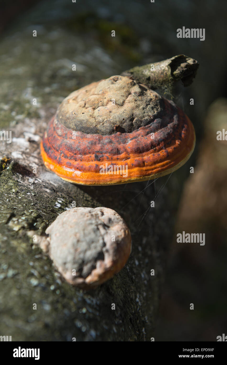 Polypore - un fungo parassita che cresce su alberi Foto Stock