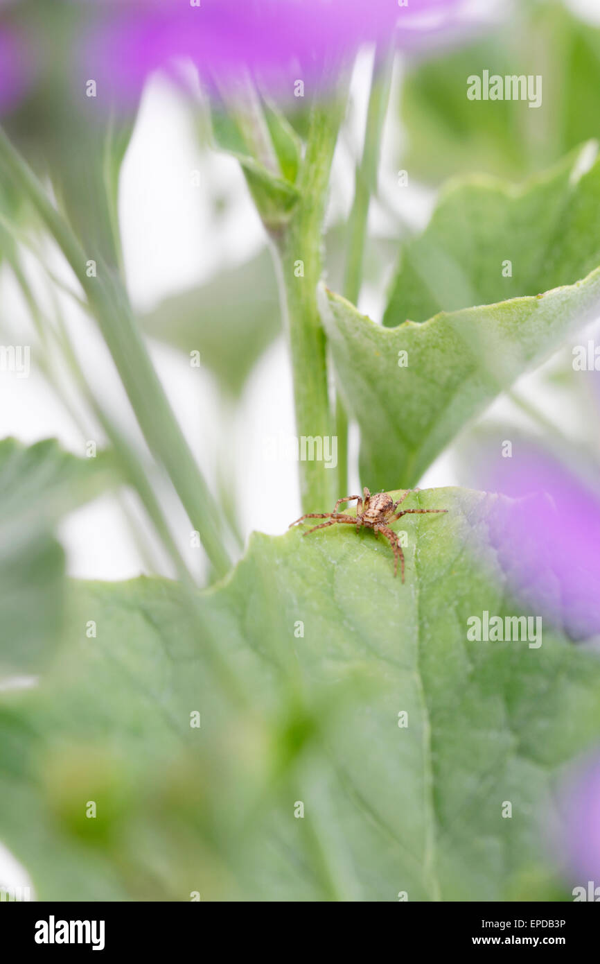 Piccola spider sulle foglie Sinetti Foto Stock