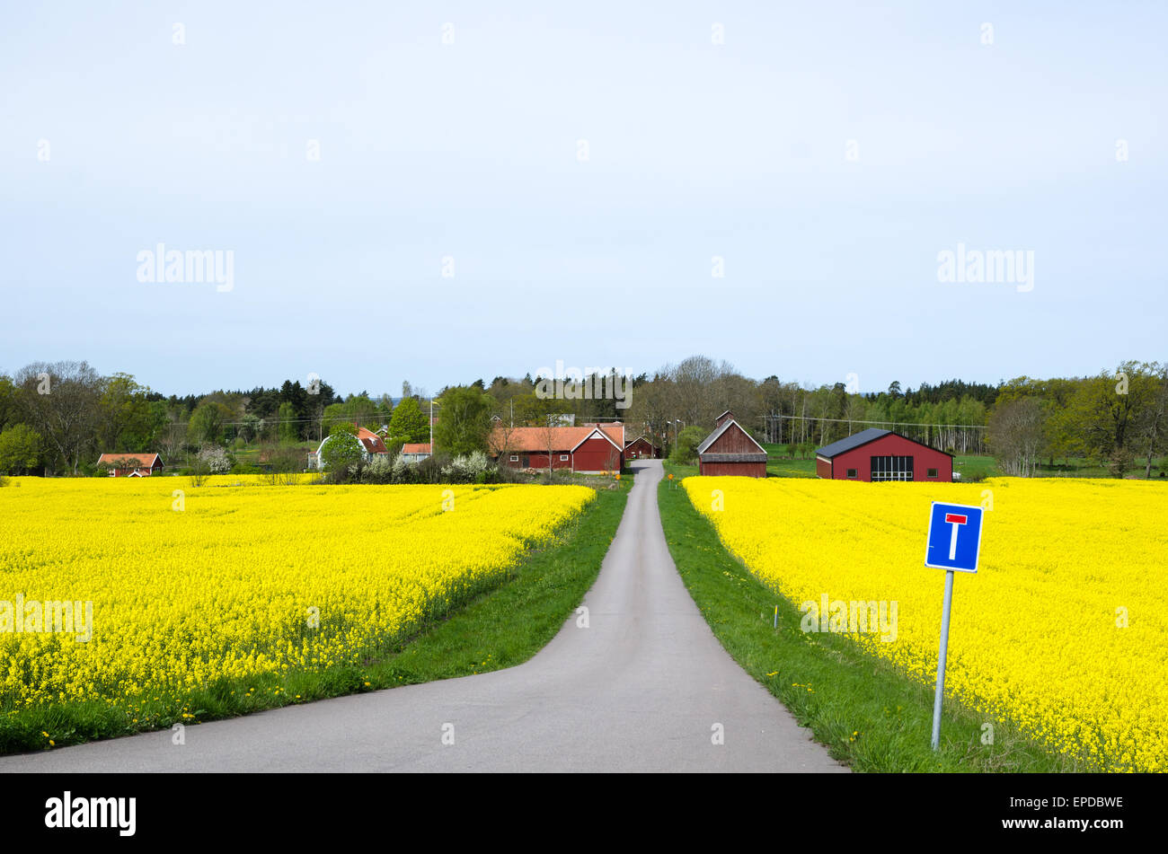 Paesaggio di primavera con il fiore canola field all'isola svedese oland Foto Stock