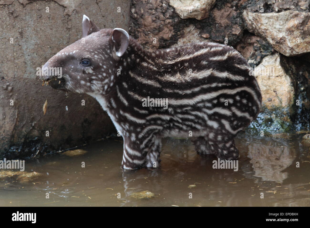 Sud Americana tapiro Foto Stock