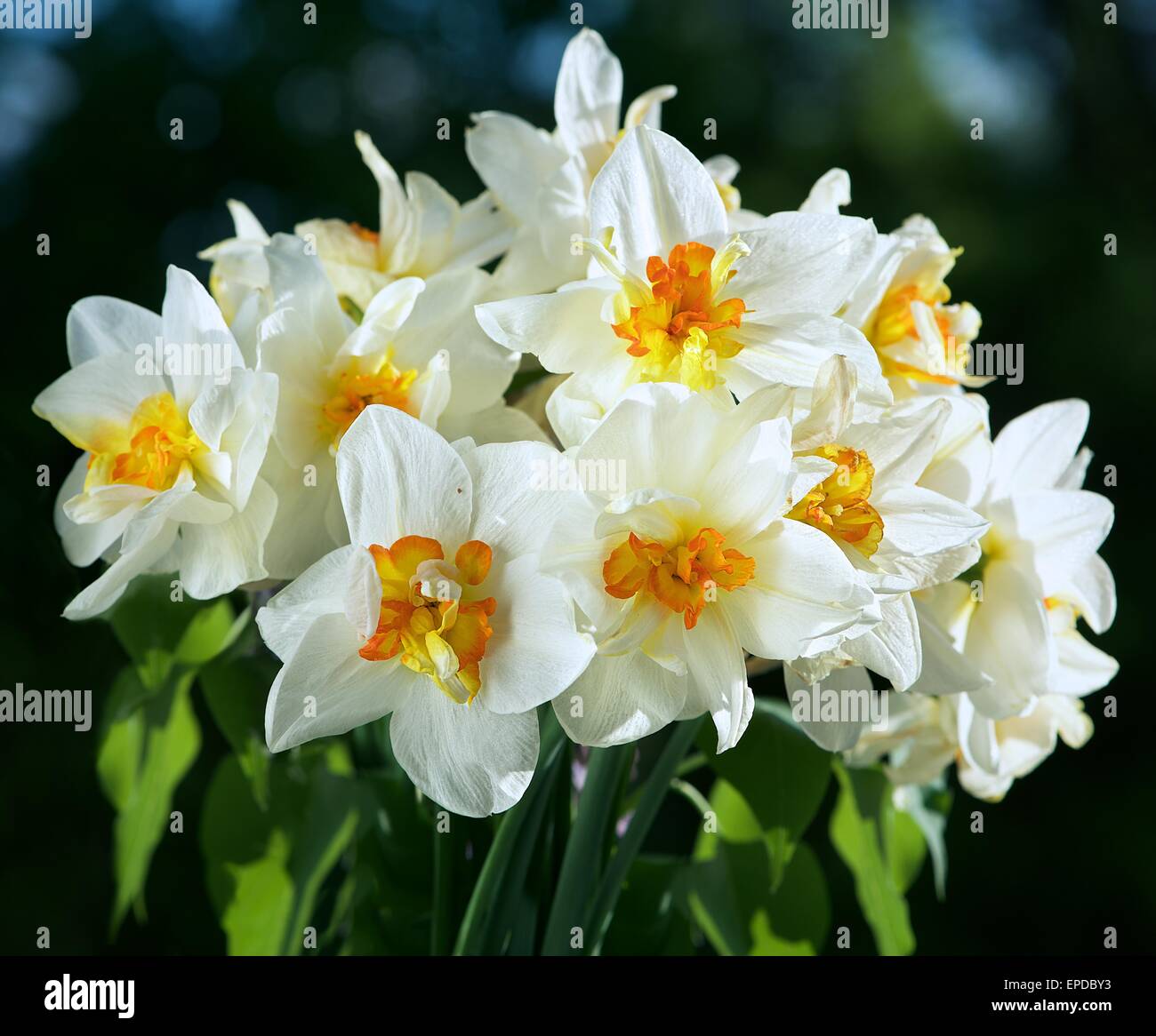 Nizza daffodil bianco in scure e sfocate sfondo bokeh di fondo a inizio primavera, daffodil, Narcis, fioriscono Narcisi su uno sfondo naturale Foto Stock