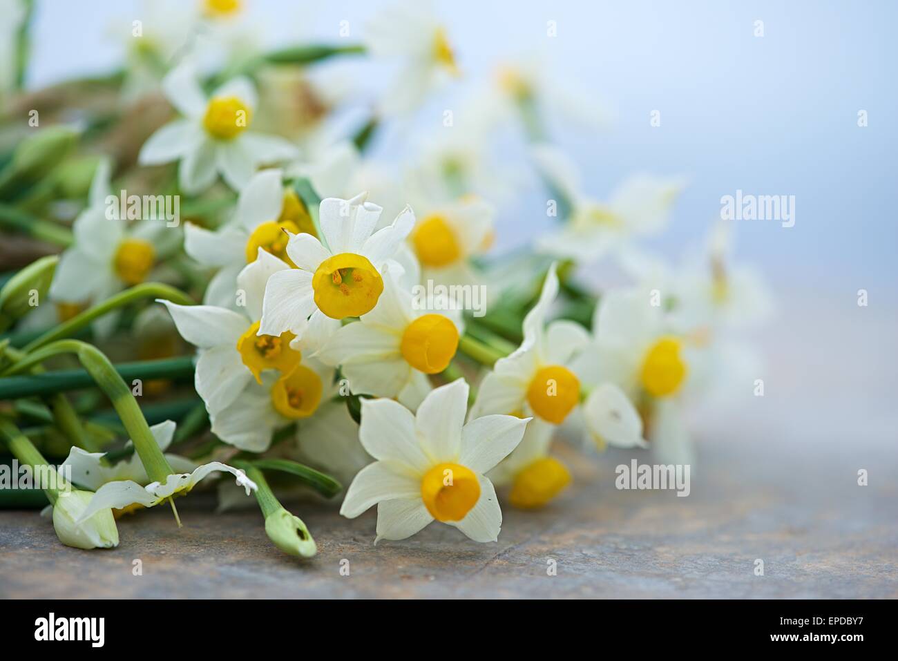 Nizza daffodil bianco in scure e sfocate sfondo bokeh di fondo a inizio primavera, daffodil, Narcis, fioriscono Narcisi su uno sfondo naturale Foto Stock