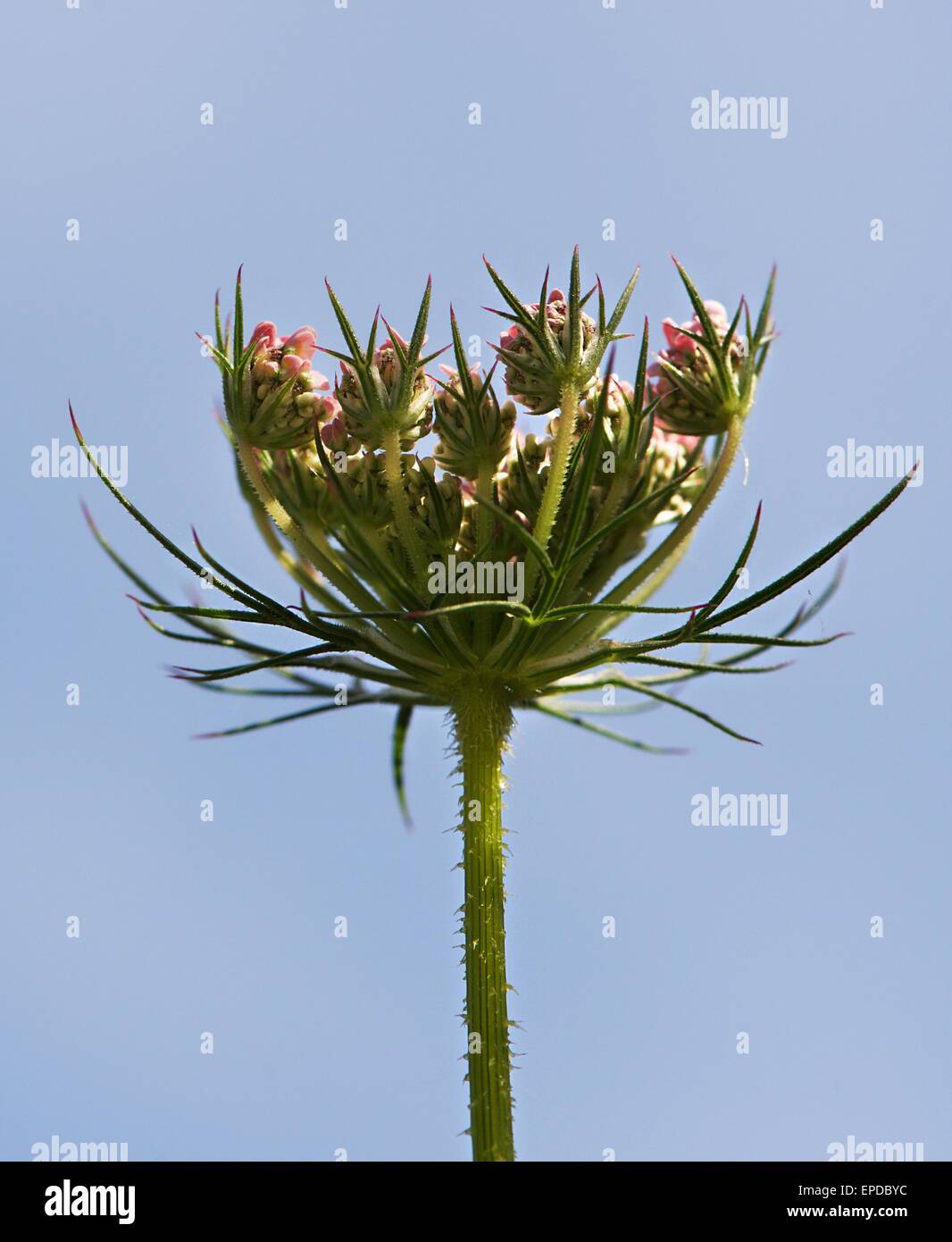 Flora Maltese, impianti di maltese, verde fiore in blu blur sullo sfondo vicino al fiore di erba in primavera tempo di Malta, wild Foto Stock