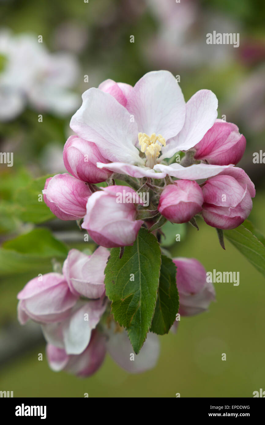 Crabapple blossom, Sussex England, Regno Unito, Europa Foto Stock