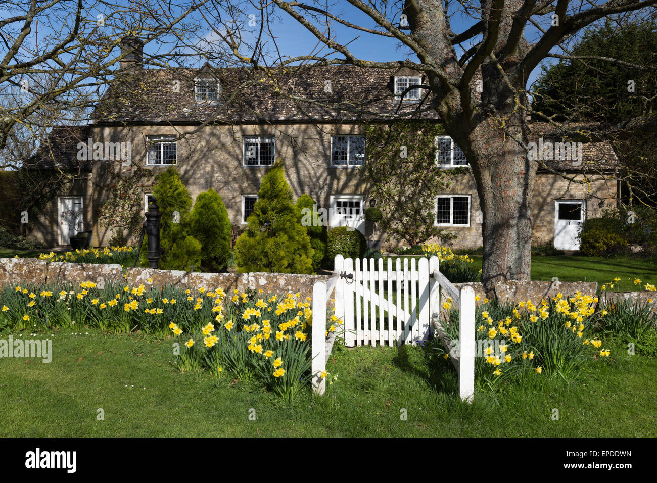 Daffodil fronteggiata cotswold cottage in pietra, Bledington, Cotswolds, Gloucestershire, England, Regno Unito, Europa Foto Stock