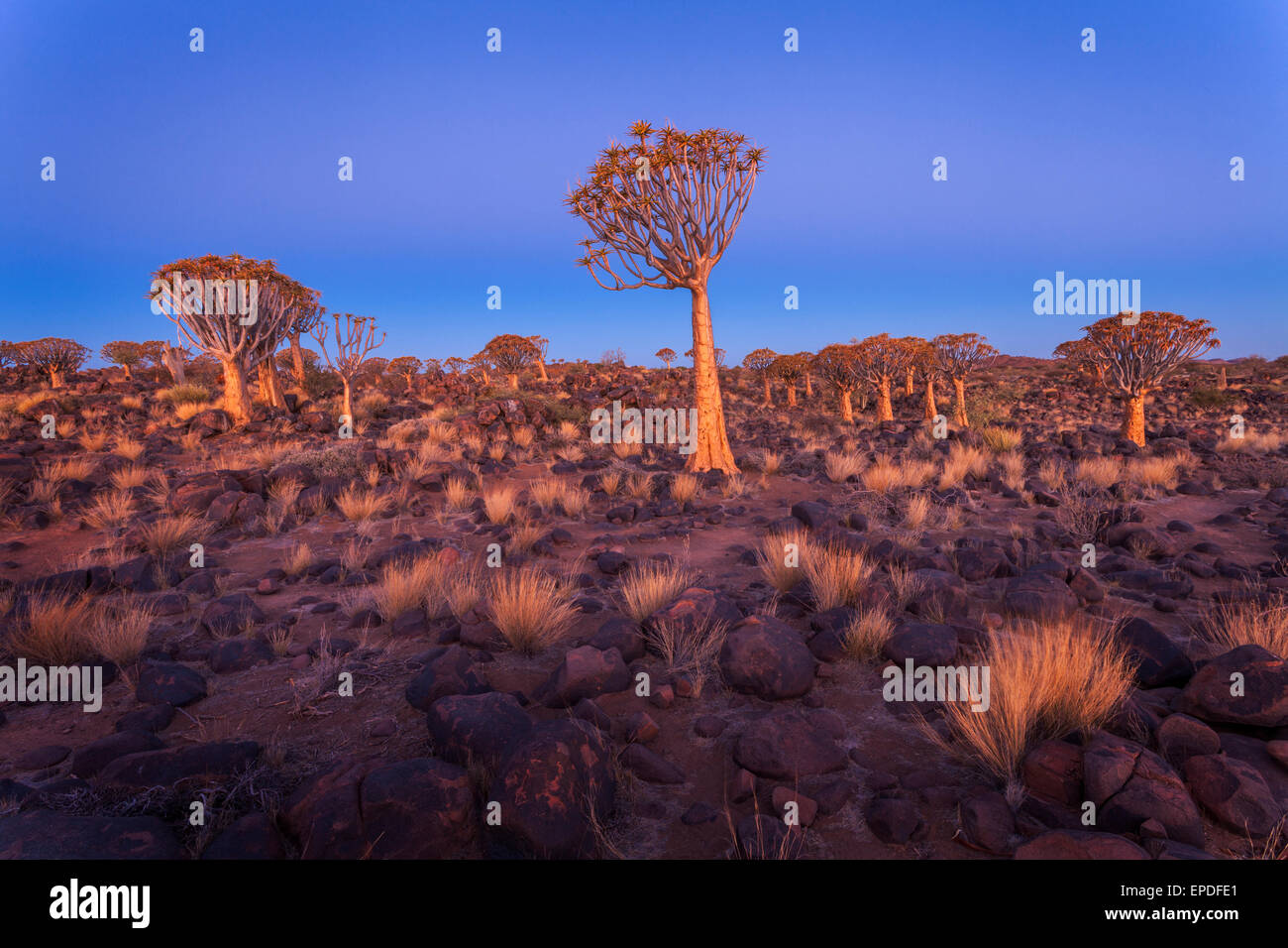 Faretra alberi al tramonto, Keetmanshoop, Namibia. Foto Stock