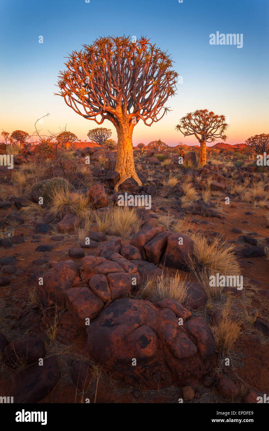 Un fremito di albero in tardo pomeriggio luce, Keetmanshoop, Namibia. Foto Stock
