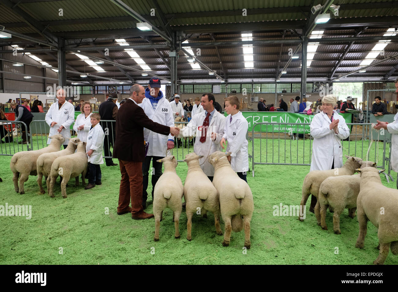 Royal Welsh Festival di Primavera di Builth Wells, Galles, nel Regno Unito il 17 maggio 2015. Signor Dylan Williams di Lampeter ( camicia bianca cravatta rossa centro ) riceve congratulazioni dal giudice per il vincitore del concorso per la miglior Southdown pecore trio il secondo giorno del Royal Welsh Festa della Primavera. Foto Stock