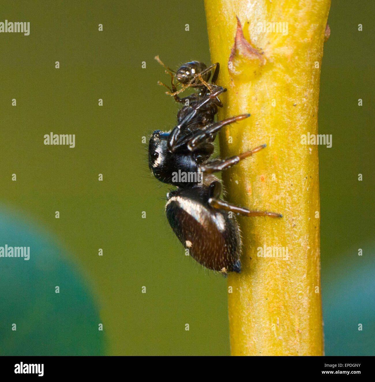 Salticid Ant Eater (Omoedus orbiculatus o Pystera orbiculata), Lane Cove, Nuovo Galles del Sud, Australia Foto Stock