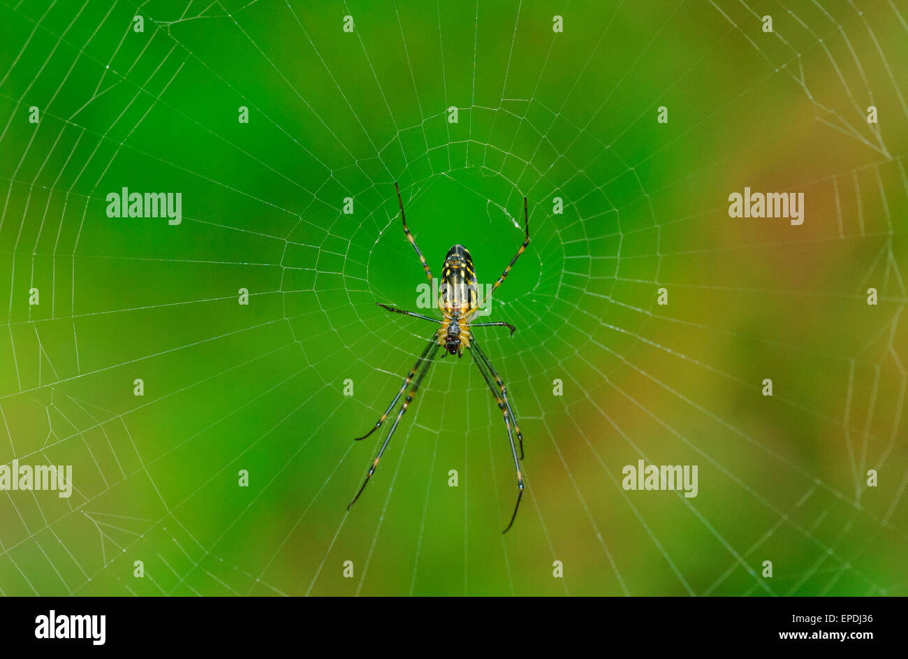 Camel Spider (Leucauge granulata), Lane Cove, Nuovo Galles del Sud, Australia Foto Stock