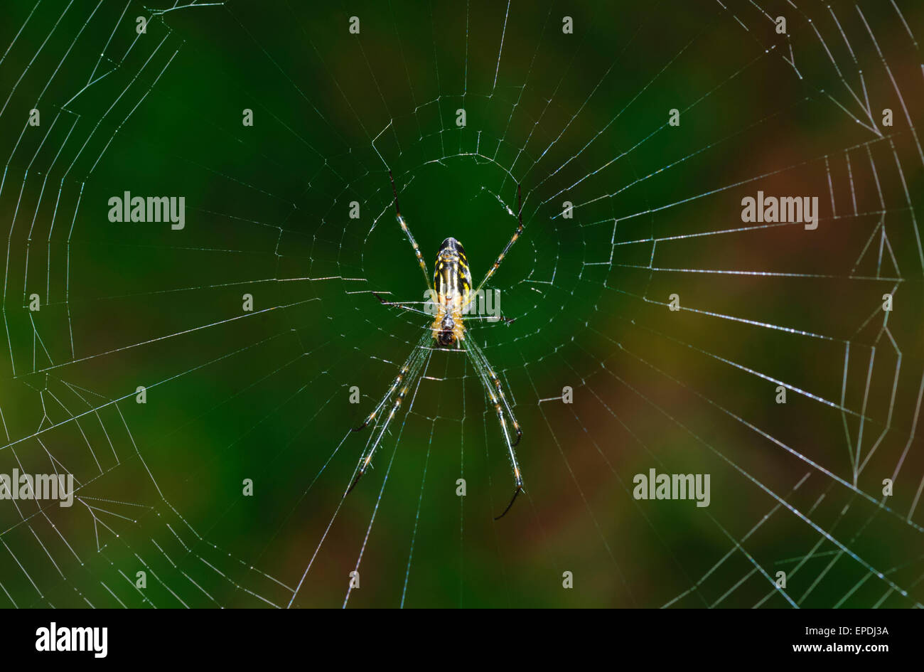 Camel Spider (Leucauge granulata), Lane Cove, Nuovo Galles del Sud, Australia Foto Stock