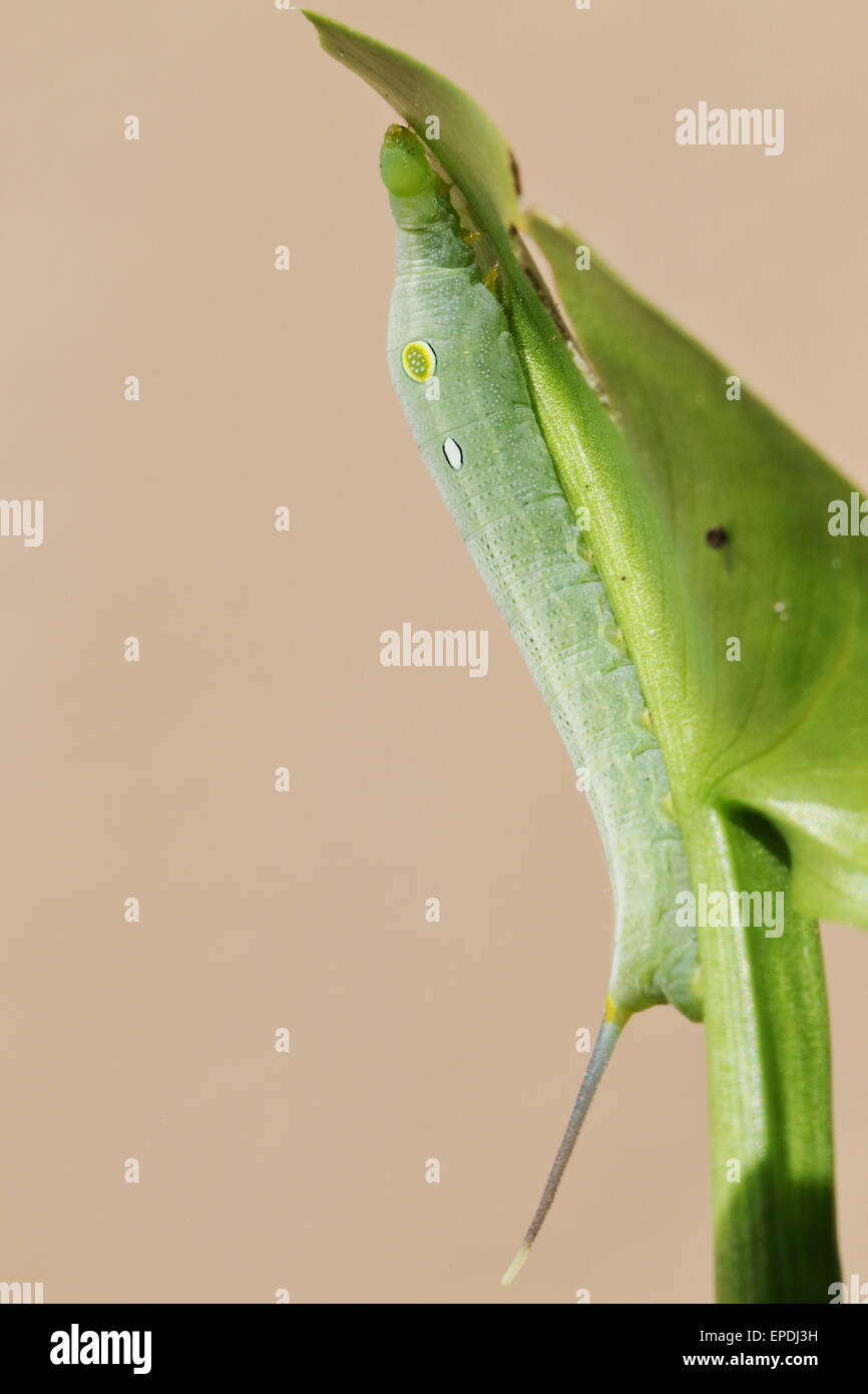 Caterpillar verde su una foglia in un Cape Town garden Foto Stock