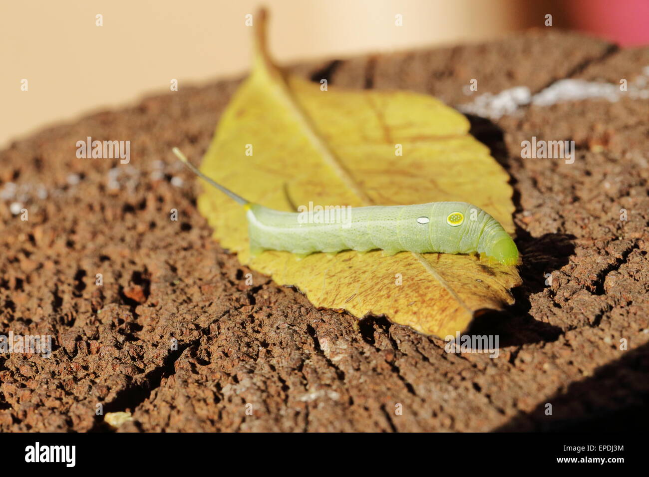 Caterpillar verde su una foglia in un Cape Town garden Foto Stock