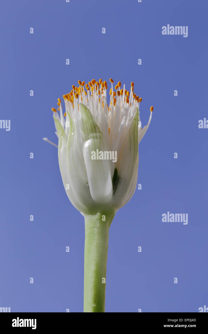 In prossimità della testa di fiori di haemanthus albiflos, un arbusto sempreverde pianta bulbosa indigeni per il Sud Africa Foto Stock