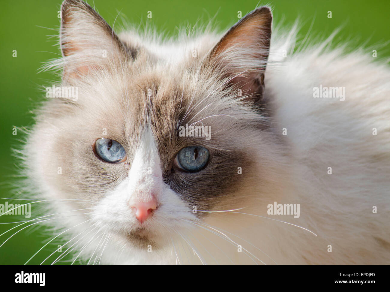 Qui raffigurato è un bellissimo gatto Ragdoll con incredibili occhi blu. Foto Stock