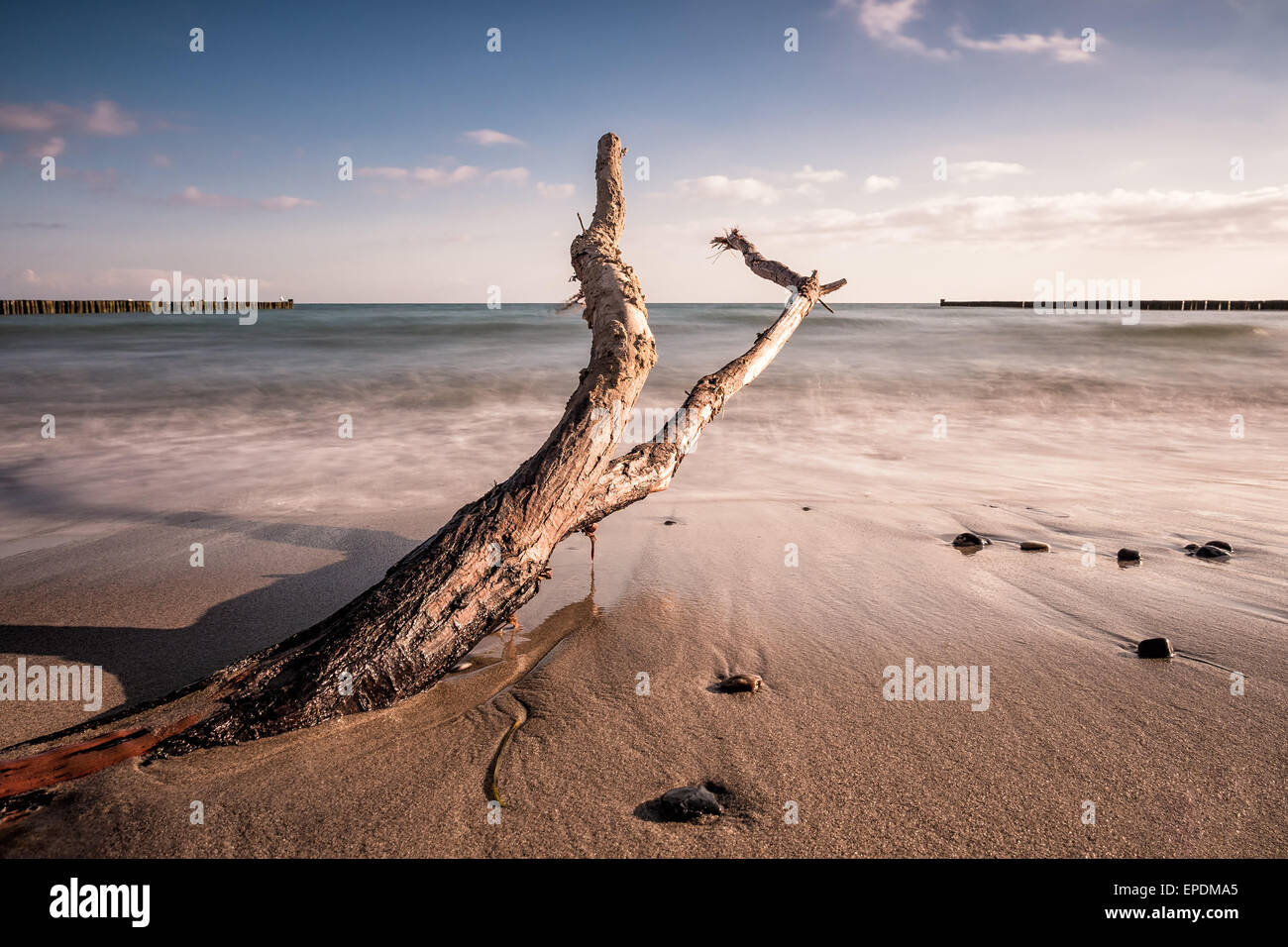 Tronco sulle rive del Mar Baltico Foto Stock