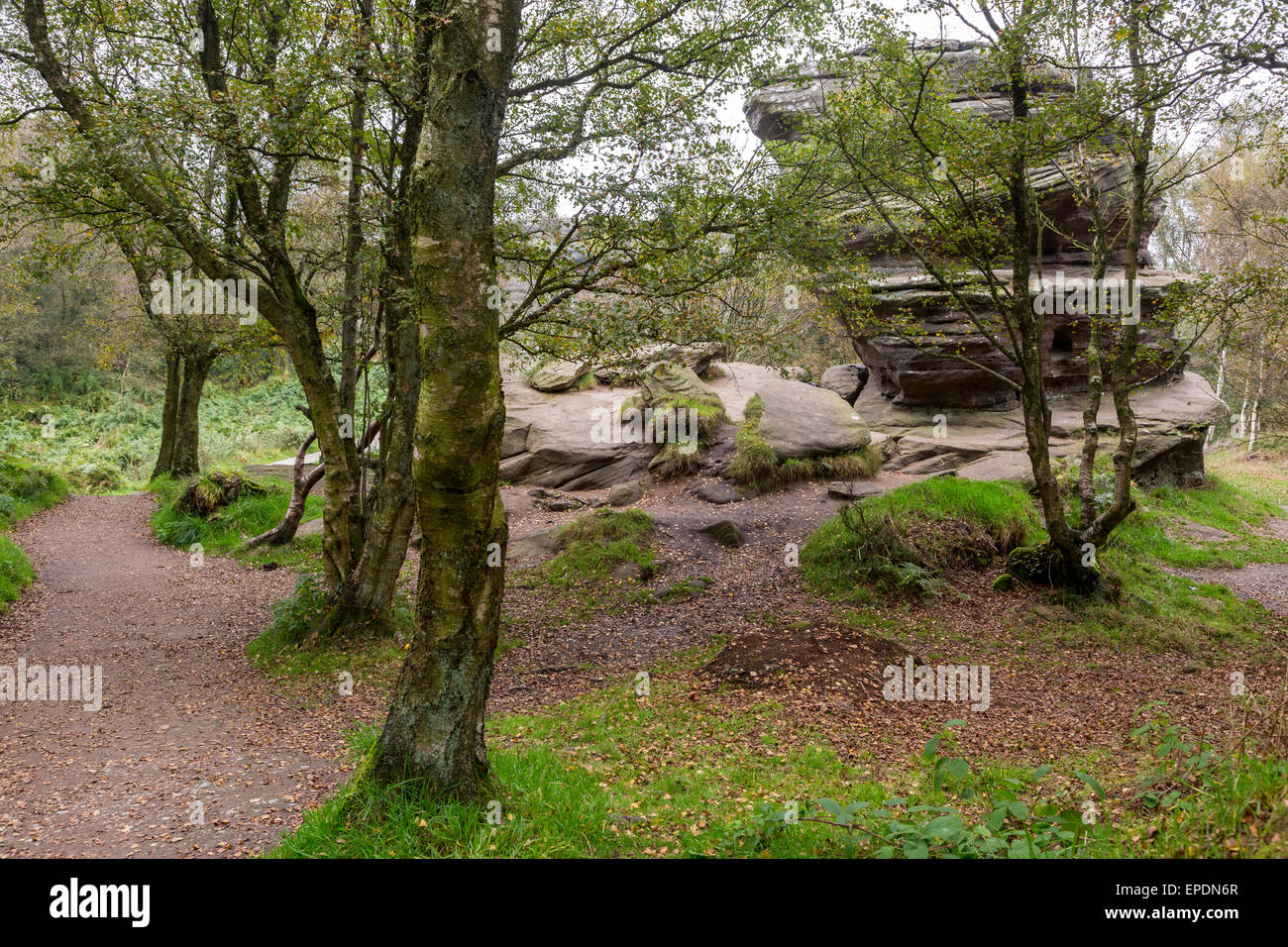 Regno Unito, Inghilterra, Yorkshire. Brimham Rocks, un National Trust ubicazione. Foto Stock